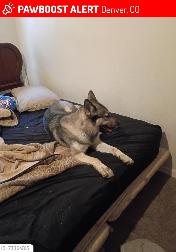 Lost Female Dog last seen Virginia Ave and galena, Denver, CO 80247