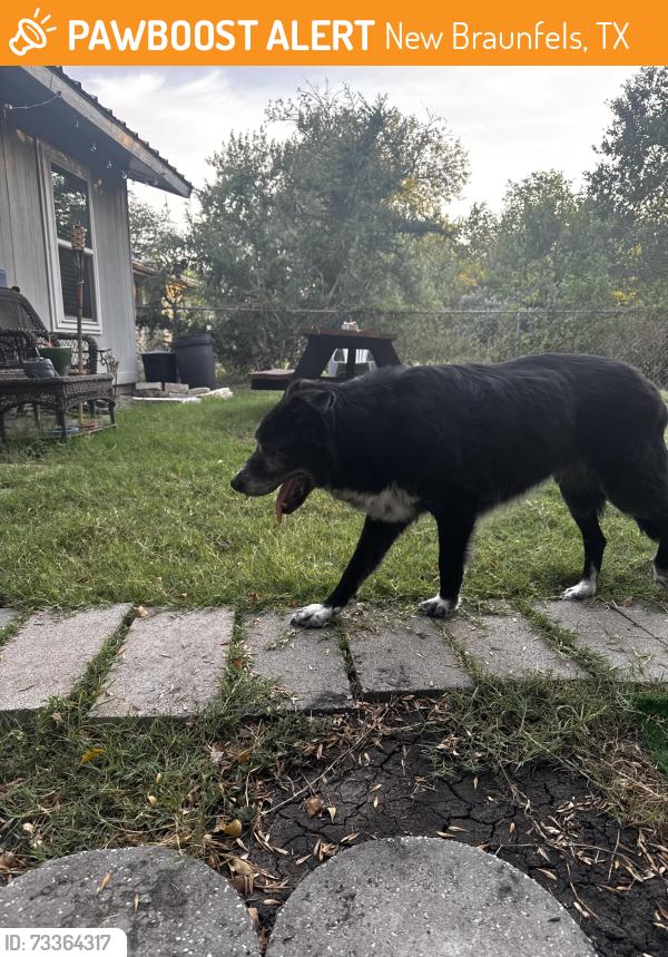 Found/Stray Male Dog last seen White paws and black long fur, New Braunfels, TX 78130