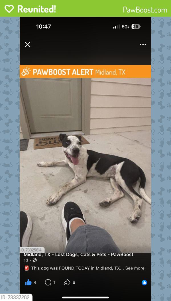 Reunited Male Dog last seen Monaco apmts, Midland, TX 79701