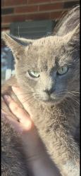 Lost Male Cat last seen Converse, Morristown, TN 37814