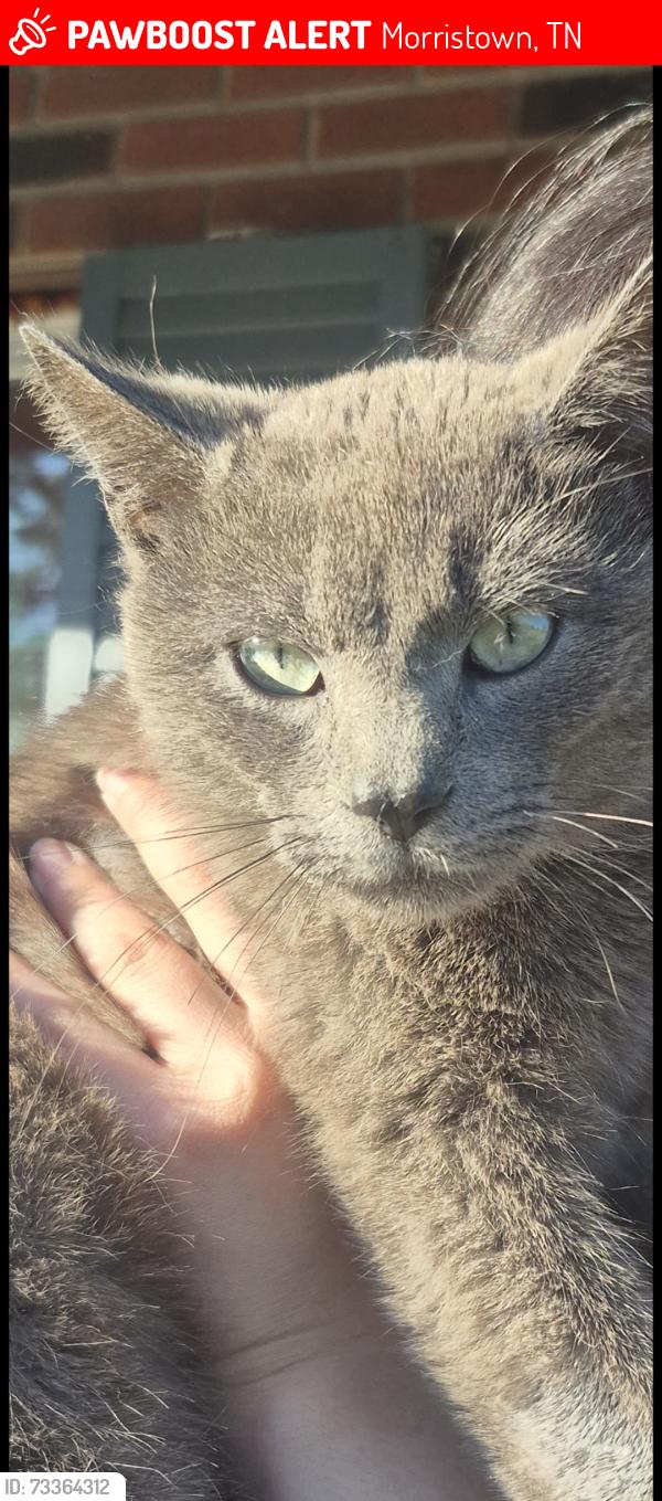 Lost Male Cat last seen Converse, Morristown, TN 37814
