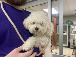 Shelter Stray Male Dog last seen Near BLOCK N 79TH ST, 3839 W Burnham St, West Milwaukee, WI 53215, USA