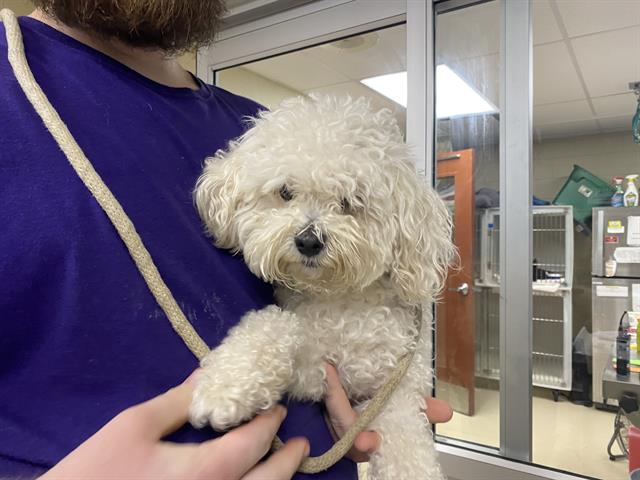 Shelter Stray Male Dog last seen Near BLOCK N 79TH ST, 3839 W Burnham St, West Milwaukee, WI 53215, USA