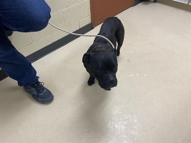 Shelter Stray Female Dog last seen Near BLOCK N 49TH ST, 3839 W Burnham St, West Milwaukee, WI 53215, USA