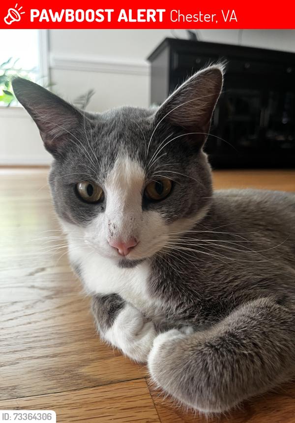 Lost Male Cat last seen Last seen abor landing Chester, Chester, VA 23831