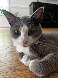 Lost Male Cat last seen Last seen abor landing Chester, Chester, VA 23831