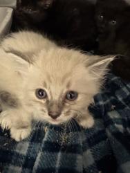 Shelter Stray Female Cat last seen Near BLOCK S DECKER LAKE DR, WEST VALLEY CITY UT 84119, 4522 W 3500 S, West Valley City, UT 84120, USA