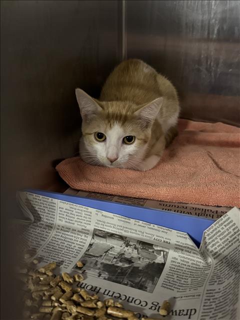 Shelter Stray Male Cat last seen , 11361 W Pico Blvd, Los Angeles, CA 90064, USA