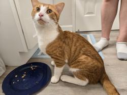 Found/Stray Male Cat last seen courthouse arlington, Arlington, VA 22201