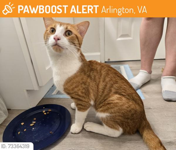 Found/Stray Male Cat last seen courthouse arlington, Arlington, VA 22201