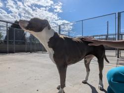 Shelter Stray Female Dog last seen Near BLOCK S ALCOTT ST, DENVER CO 80223, 1241 W Bayaud Ave, Denver, CO 80223, USA
