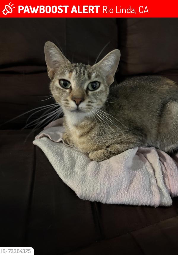 Lost Female Cat last seen C st Rio Linda, Rio Linda, CA 95673
