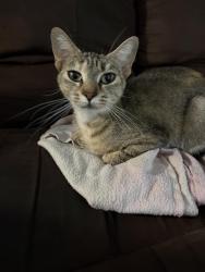 Lost Female Cat last seen C st Rio Linda, Rio Linda, CA 95673