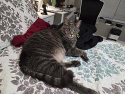 Reunited Male Cat last seen Aston Gardens independent living, Sun City Center, FL 33573