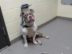 Shelter Stray Male Dog last seen Near BLOCK N SHERMAN ST, DENVER CO 80203, 1241 W Bayaud Ave, Denver, CO 80223, USA