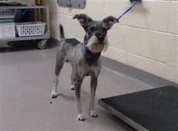 Shelter Stray Male Dog last seen Near BLOCK N WOLFF ST, DENVER CO 80219, 1241 W Bayaud Ave, Denver, CO 80223, USA