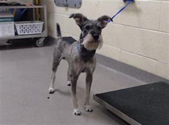 Shelter Stray Male Dog last seen Near BLOCK N WOLFF ST, DENVER CO 80219, 1241 W Bayaud Ave, Denver, CO 80223, USA