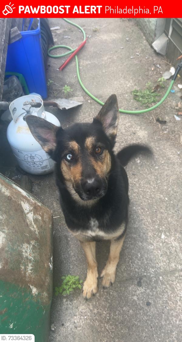 Lost Female Dog last seen Margaret st and e stiles, Philadelphia, PA 19137
