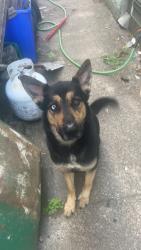 Lost Female Dog last seen Margaret st and e stiles, Philadelphia, PA 19137