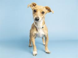 Shelter Stray Female Dog last seen N 35TH AVE AND DUNLAP, 5501 E Van Buren St, Phoenix, AZ 85008, USA