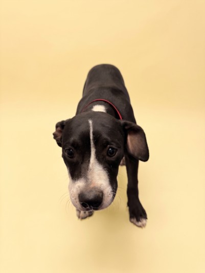 Shelter Stray Female Dog last seen , 1850 W 60th St, Los Angeles, CA 90047, USA