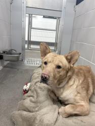 Shelter Stray Male Dog last seen Near BLOCK W PAPAGO ST, 5501 E Van Buren St, Phoenix, AZ 85008, USA