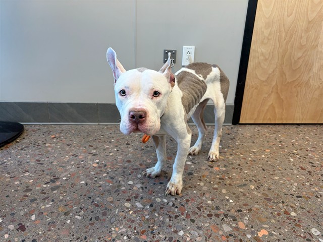 Shelter Stray Female Dog last seen MCCLINTOCK AND SOUTH, 5501 E Van Buren St, Phoenix, AZ 85008, USA