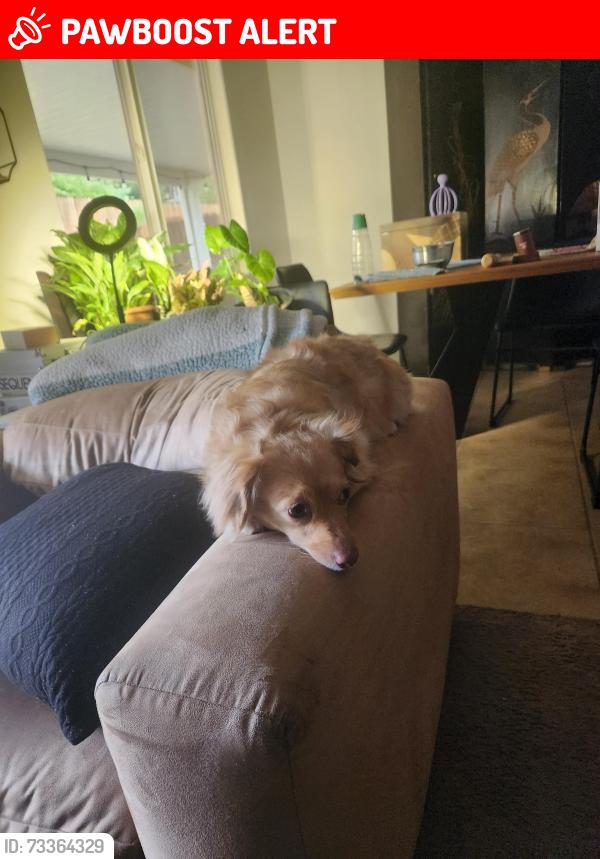 Lost Female Dog last seen San remo and mesquite, Desert Hot Springs, CA 92240
