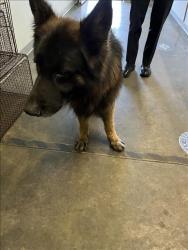 Shelter Stray Male Dog last seen , 1850 W 60th St, Los Angeles, CA 90047, USA