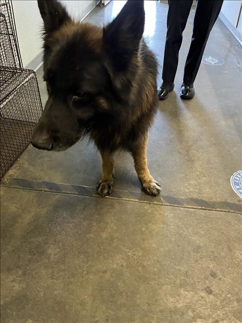 Shelter Stray Male Dog last seen , 1850 W 60th St, Los Angeles, CA 90047, USA