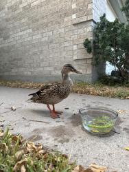 Found/Stray Unknown Bird last seen Oso parkway and staples at, Corpus Christi, TX 78413