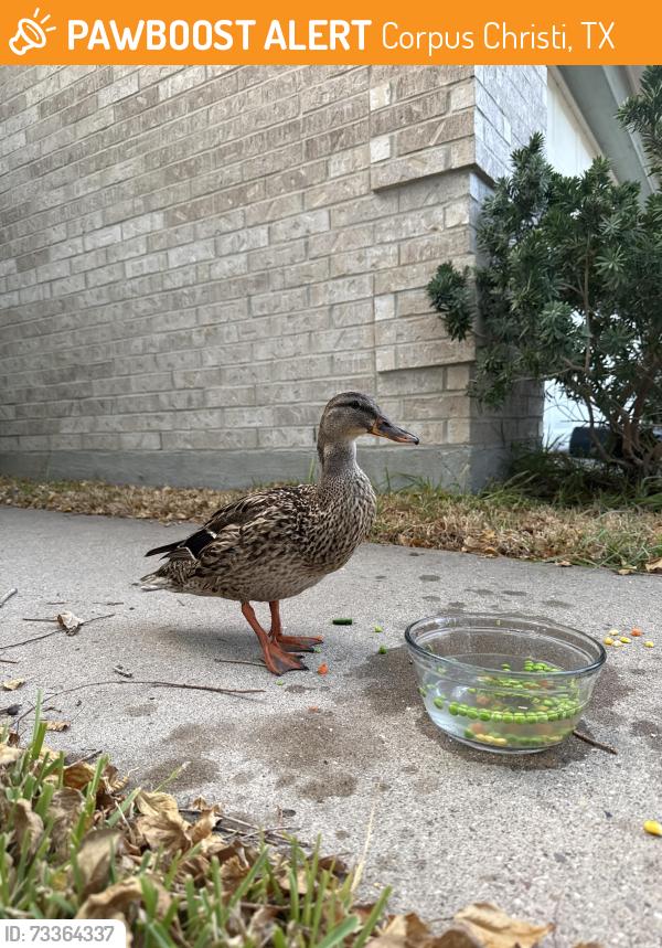 Found/Stray Unknown Bird last seen Oso parkway and staples at, Corpus Christi, TX 78413