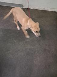 Shelter Stray Female Dog last seen , 1850 W 60th St, Los Angeles, CA 90047, USA
