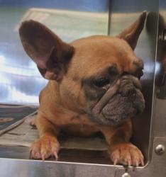 Shelter Stray Female Dog last seen , 1850 W 60th St, Los Angeles, CA 90047, USA