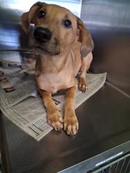 Shelter Stray Male Dog last seen , 1850 W 60th St, Los Angeles, CA 90047, USA