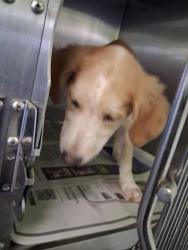 Shelter Stray Male Dog last seen , 1850 W 60th St, Los Angeles, CA 90047, USA