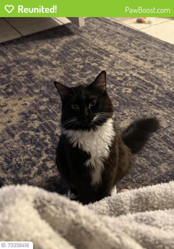 Reunited Female Cat last seen 38th place and Paulina, Chicago, IL 60609