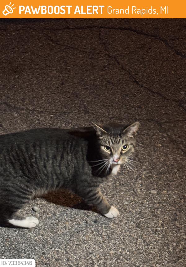 Found/Stray Unknown Cat last seen Beckwith Place apmts & Dewberry, Grand Rapids, MI 49505