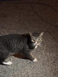 Found/Stray Unknown Cat last seen Beckwith Place apmts & Dewberry, Grand Rapids, MI 49505