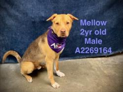Shelter Stray Male Dog last seen , West Valley Animal Shelter, 20655 Plummer St, Chatsworth, CA 91311, USA
