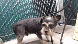 Shelter Stray Male Dog last seen , 11258 Garfield Ave, Downey, CA 90242, USA