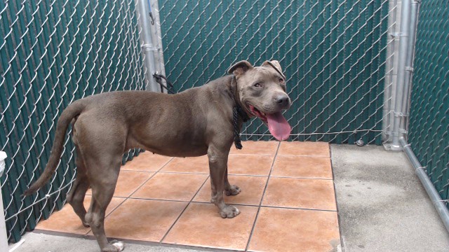 Shelter Stray Female Dog last seen , 11258 Garfield Ave, Downey, CA 90242, USA