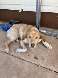 Shelter Stray Male Dog last seen Near BLOCK SW 23RD ST, OKLAHOMA CITY OK 73108, 2811 SE 29th St, Oklahoma City, OK 73129, USA