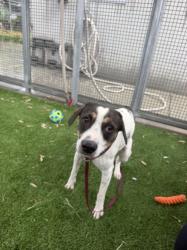 Shelter Stray Male Dog last seen , West Valley Animal Shelter, 20655 Plummer St, Chatsworth, CA 91311, USA