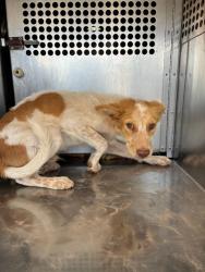 Shelter Stray Male Dog last seen 299TH AVE AND PATTON RD, 1920 S Lewis, Mesa, AZ 85210, USA