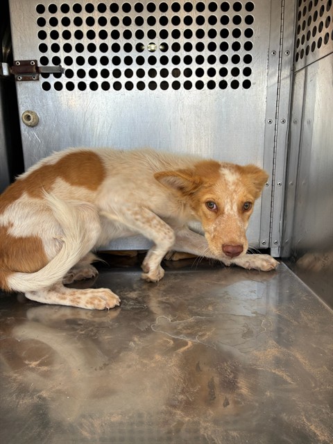 Shelter Stray Male Dog last seen 299TH AVE AND PATTON RD, 1920 S Lewis, Mesa, AZ 85210, USA