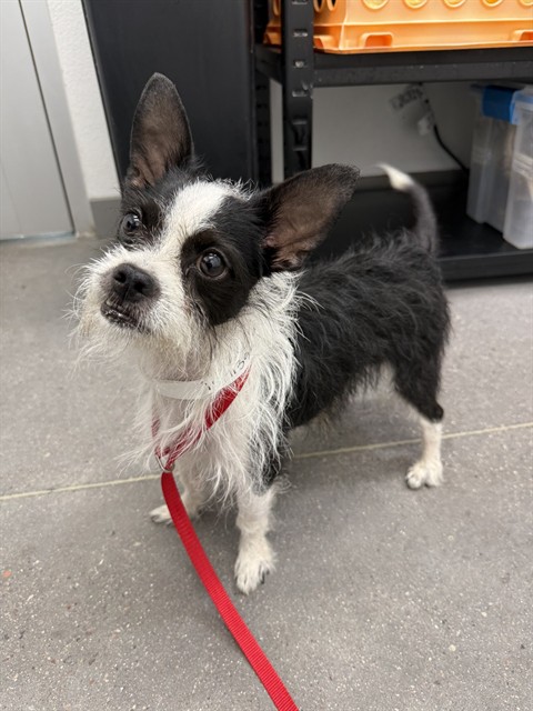 Shelter Stray Male Dog last seen 27TH AVE AND INDIAN SCHOOL RD, 1920 S Lewis, Mesa, AZ 85210, USA