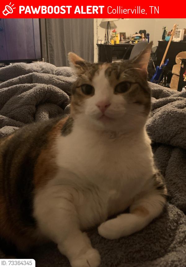Lost Female Cat last seen Concordia Drive, in the Meadows II, Collierville, TN 38017