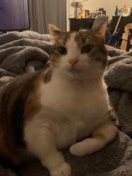 Lost Female Cat last seen Concordia Drive, in the Meadows II, Collierville, TN 38017