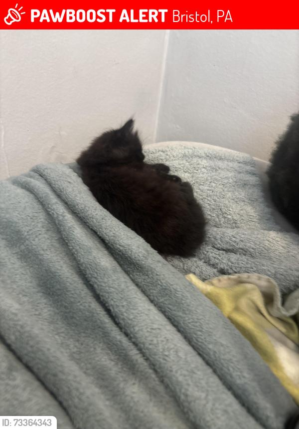 Lost Unknown Cat last seen otter st and lindon st, Bristol, PA 19007